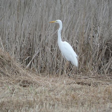 B&B De Zilverreiger Belt-Schutsloot Екстер'єр фото